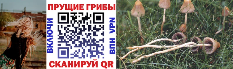 Галлюциногенные грибы Magic Shrooms Белово
